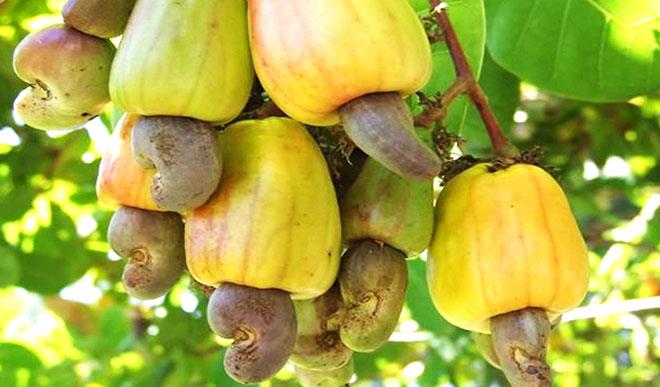 cashew
