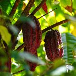cocoa farming