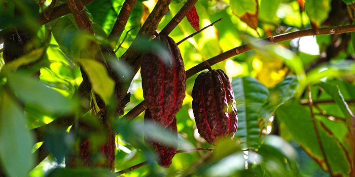 cocoa farming