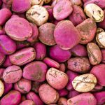 FG boosts kolanut cultivation with 5,000 seedlings to farmers