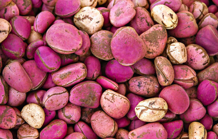 FG boosts kolanut cultivation with 5,000 seedlings to farmers