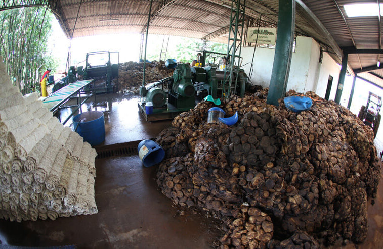 rubber processing plant