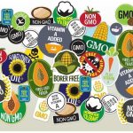 Nigeria: Stuck at crossroads of GMO for industrial growth, food security