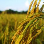 Sahel Capital announces investment in Ladgroup Limited