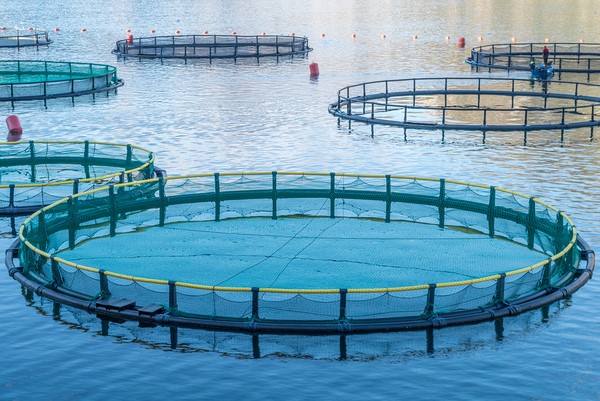 aquaculture production