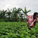 The African farmers stories: Feeding Kenya