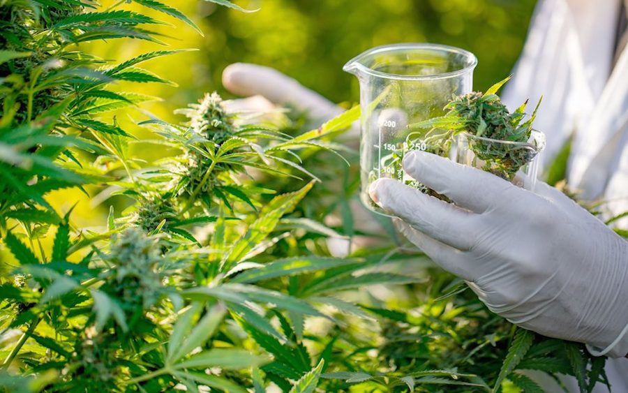 Medical Marijuana