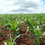 Farming: A tale of untold African story