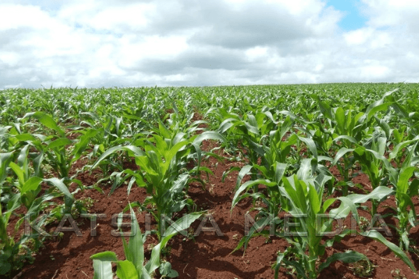 Farming: A tale of untold African story