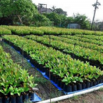 Fire destroys N200m cashew nursery in Ogun