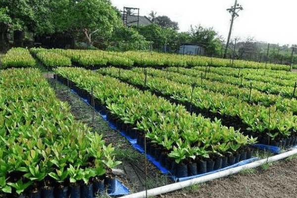 Fire destroys N200m cashew nursery in Ogun