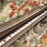 poultry business