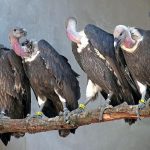 vultures