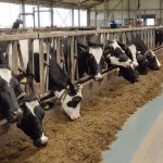 RUGA, monkey business, diverse reactions and the ultimate solution