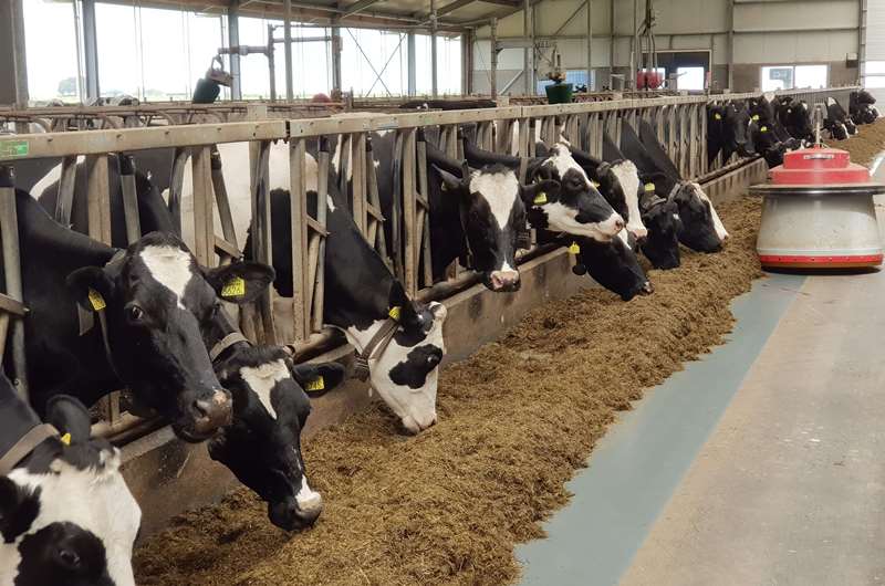 RUGA, monkey business, diverse reactions and the ultimate solution