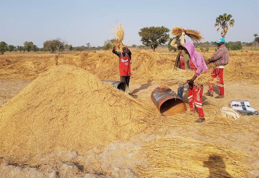 Border closure, local rice production and safety