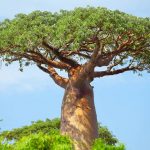 Health benefits of Baobab tree