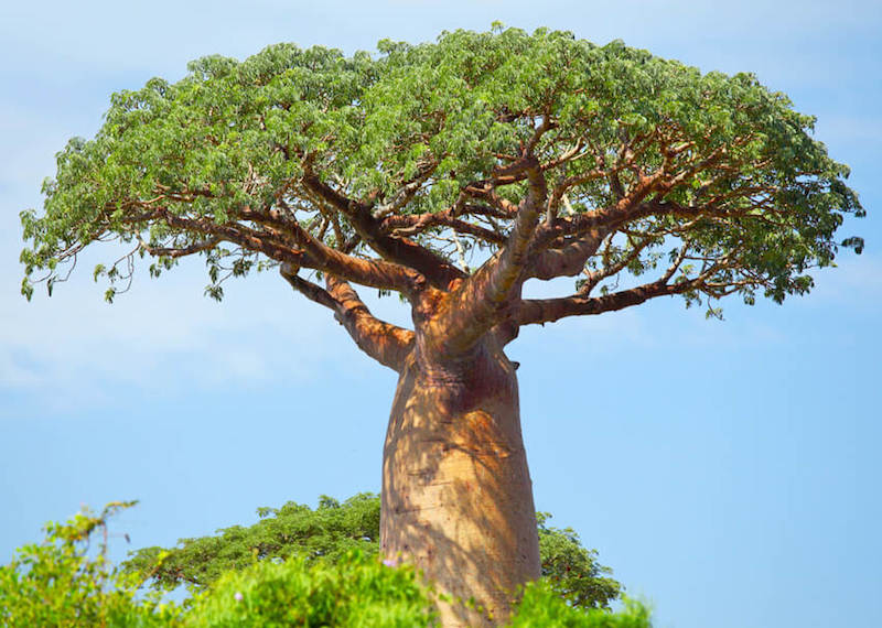 Health benefits of Baobab tree