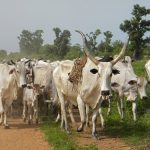 Cattle colonies: Buhari’s provocative response to the herder-farmer conflicts