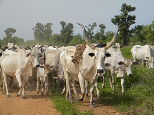 Cattle colonies: Buhari’s provocative response to the herder-farmer conflicts