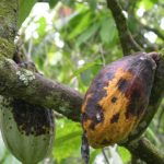 Nigeria’s cocoa main crop threatened by black pod disease
