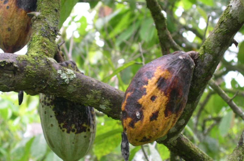 Nigeria’s cocoa main crop threatened by black pod disease