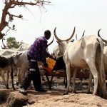 Fulani cattle herders