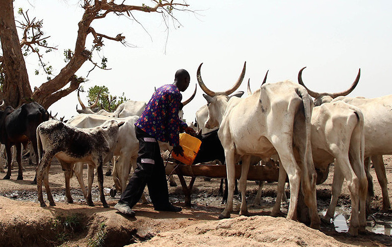 Fulani cattle herders