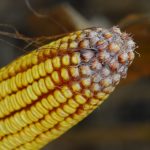 Mycotoxins