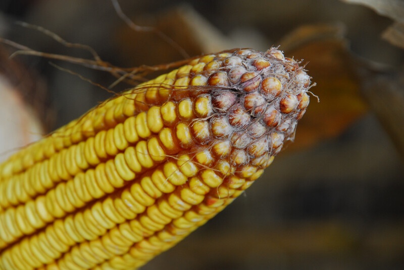 Mycotoxins
