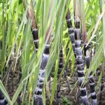 Does backward integration make sense for manufacturers?