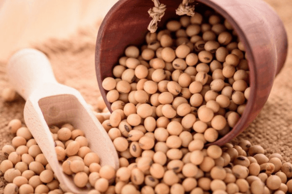 Soybean performs most in June trading