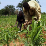 Agric offers with over 20% profit margin in October