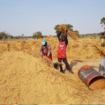 Porous borders, low farm productivity mock Nigeria's ban on agriculture imports