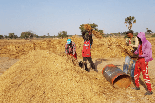 Porous borders, low farm productivity mock Nigeria's ban on agriculture imports