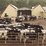 Edo executing robust agric plan that predates Ruga settlement –Osagie