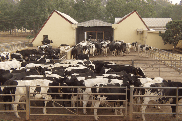 Edo executing robust agric plan that predates Ruga settlement –Osagie