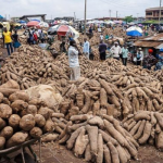 yam produce