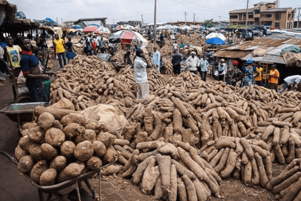 yam produce