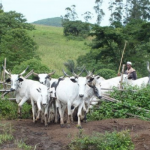 NCDC refutes rumour of Bovine Tuberculosis in beef