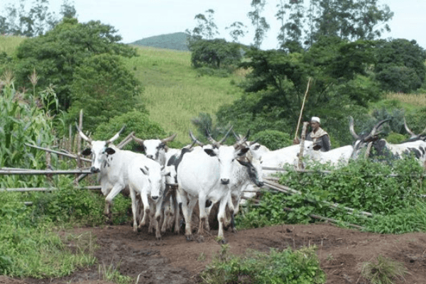 NCDC refutes rumour of Bovine Tuberculosis in beef