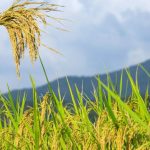 Africa’s $2.3bn agritech market remains largely untapped - report