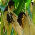 Rising CO2 to deplete crop nutrients in Africa, globally - Study