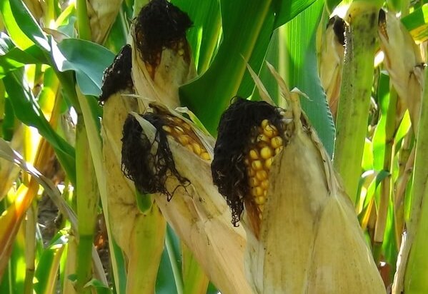 Rising CO2 to deplete crop nutrients in Africa, globally - Study