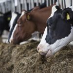 How Nigeria can bridge $1.3bn annual dairy import