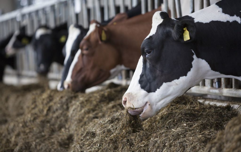 How Nigeria can bridge $1.3bn annual dairy import