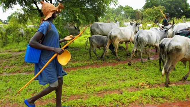 Herdsmen Attacks: Ondo farmers cry out, seek govt, police interventions