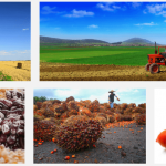 The 10 commodities CBN is focusing in next five years, are you positioned?