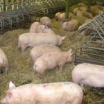 $4bn opportunity opens for Nigerian pig farmers as China faces shortages