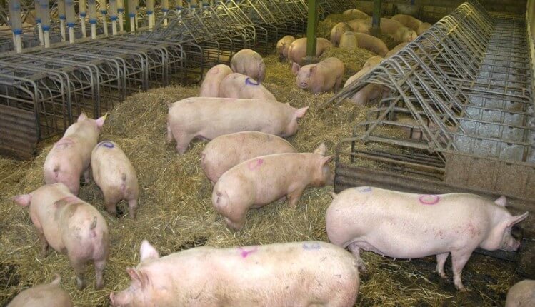 $4bn opportunity opens for Nigerian pig farmers as China faces shortages